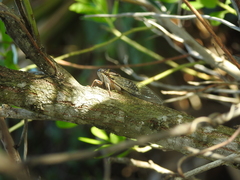 Diceroprocta viridifascia