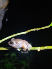 Pseudophilautus amboli