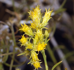 Chrysothamnus greenei