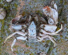 Calappa granulata