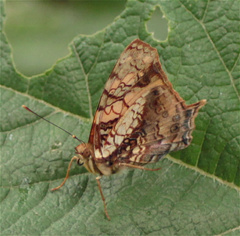 Hypanartia lethe