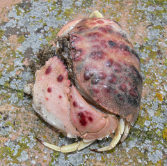 Calappa granulata