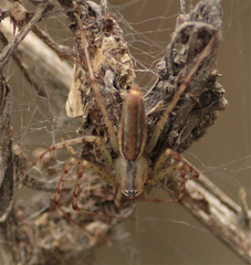 Peucetia rubrolineata