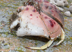 Calappa granulata