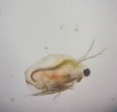 Daphnia
