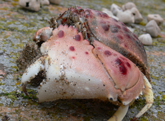 Calappa granulata