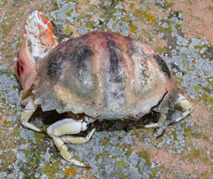 Calappa granulata