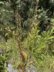 Platanthera dilatata