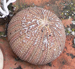 Sphaerechinus granularis