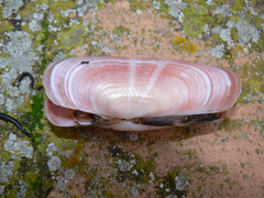 Solecurtus strigilatus