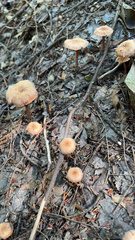 Laccaria laccata