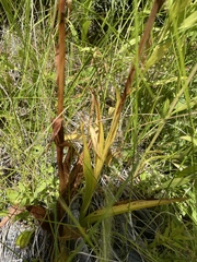 Platanthera dilatata