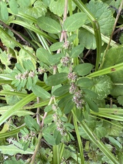 Euphorbia humistrata