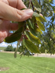 Ulmus parvifolia