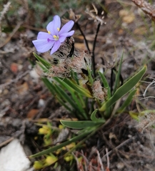Aristea africana