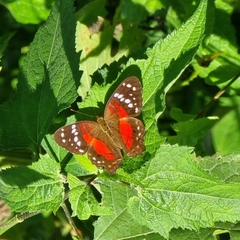 Anartia amathea