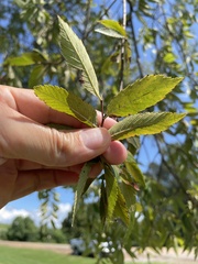 Ulmus parvifolia
