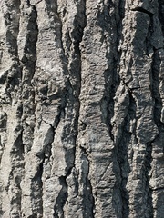 Populus grandidentata