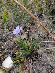 Aristea africana