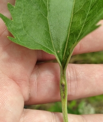 Neolasioptera perfoliata