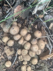 Gymnopilus ventricosus