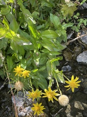 Arnica latifolia