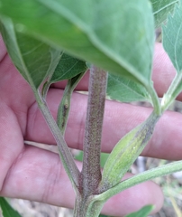 Neolasioptera perfoliata