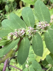 Euphorbia humistrata