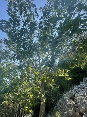Populus grandidentata