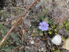 Aristea africana