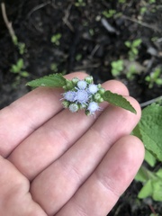 Ageratum conyzoides