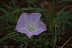 Ipomoea lindheimeri