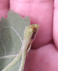 Neolasioptera perfoliata