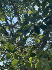 Populus grandidentata