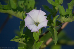 Ipomoea lindheimeri