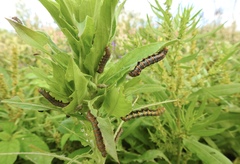 Eudryas unio