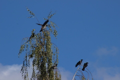 Corvus cornix