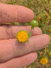 Grindelia squarrosa