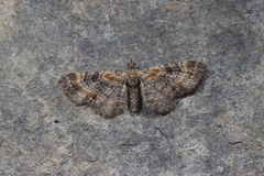 Eupithecia linariata