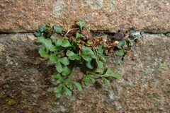 Asplenium ruta-muraria