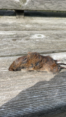 Microtus pennsylvanicus