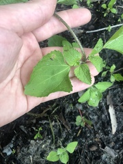 Ageratum conyzoides