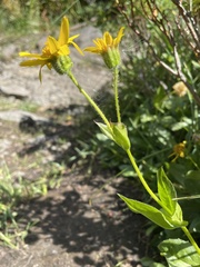 Arnica latifolia