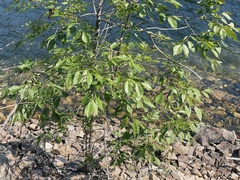 Fraxinus pennsylvanica