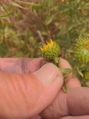 Grindelia squarrosa