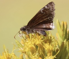 Erynnis tristis