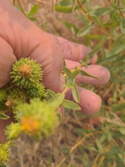Grindelia squarrosa