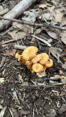 Craterellus ignicolor