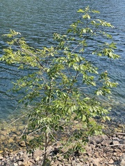 Fraxinus pennsylvanica
