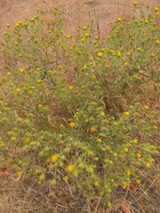Grindelia squarrosa